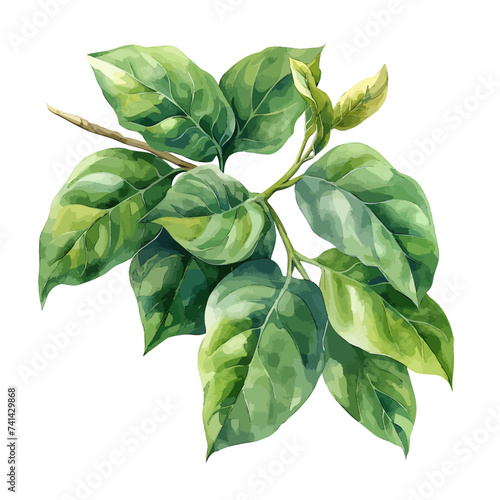 .Watercolor painting of philodendron luxorian plant isolated on white background. With green leaves. Vector. photo