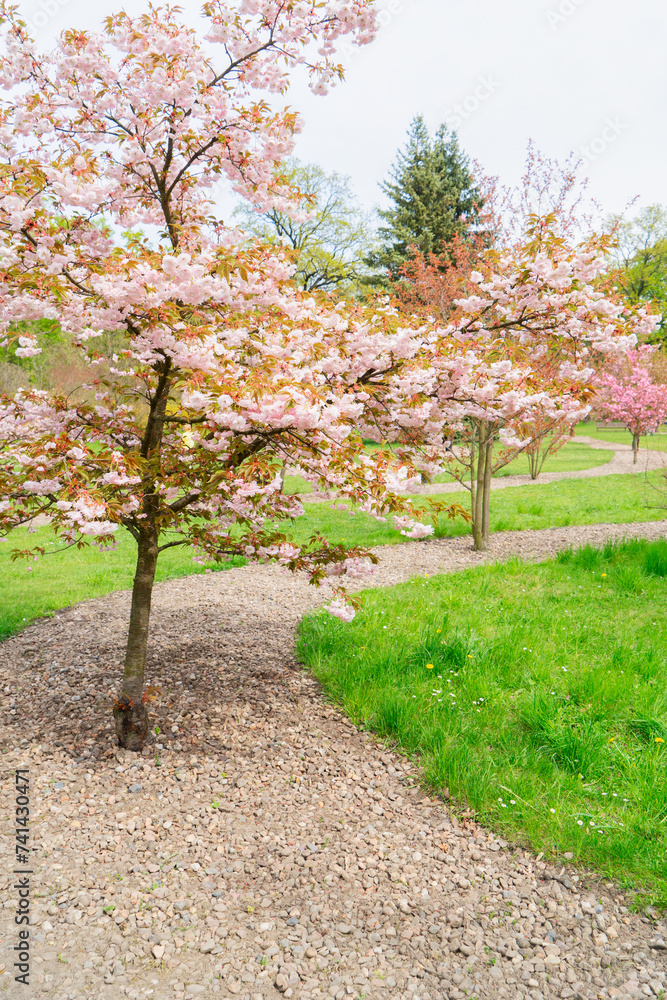 Naklejka premium Cherry tree blossoming in garden, spring landscape