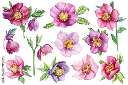 Set watercolor flowers hellebore. spring delicate pink flowers. Flora Hand drawn botanical illustration, isolated object