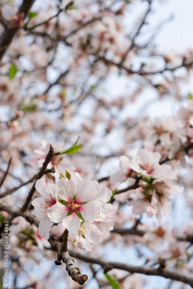 almond tree tender pink bloom, close up spring of almond tree twigs on blue sky background