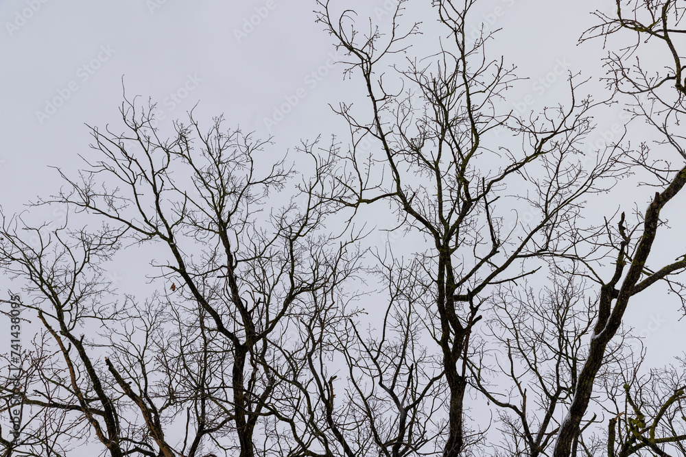 an old oak tree in winter during a snowfall, falling snow an old oak tree in winter during a snowfall, falling snow