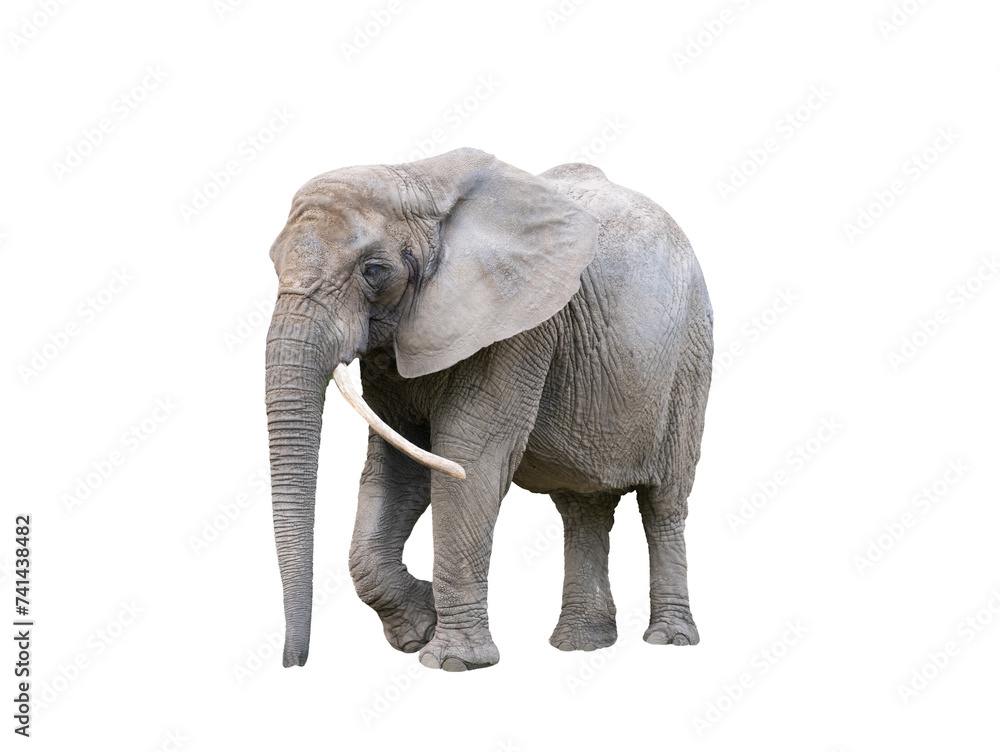 Obraz premium African elephant isolated on white background