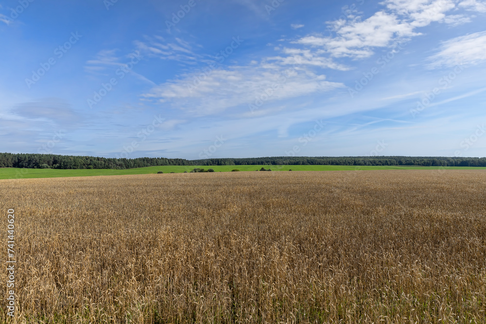 a field with cereals in sunny summer weather a field with cereals in sunny summer weather