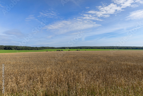 a field with cereals in sunny summer weather