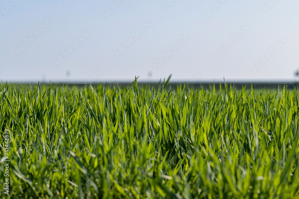 Fototapeta premium a new wheat crop in the spring season, new sprouts