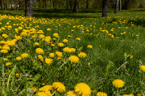 Fototapeta Naklejka Na Ścianę i Meble -  spring dandelion flowers during flowering
