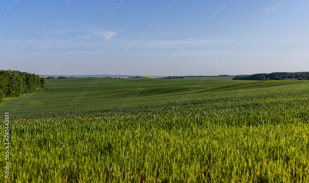 a large number of green wheat sprouts in the spring season a large number of green wheat sprouts in the spring season