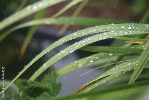 rain drops on a leaf © Alex