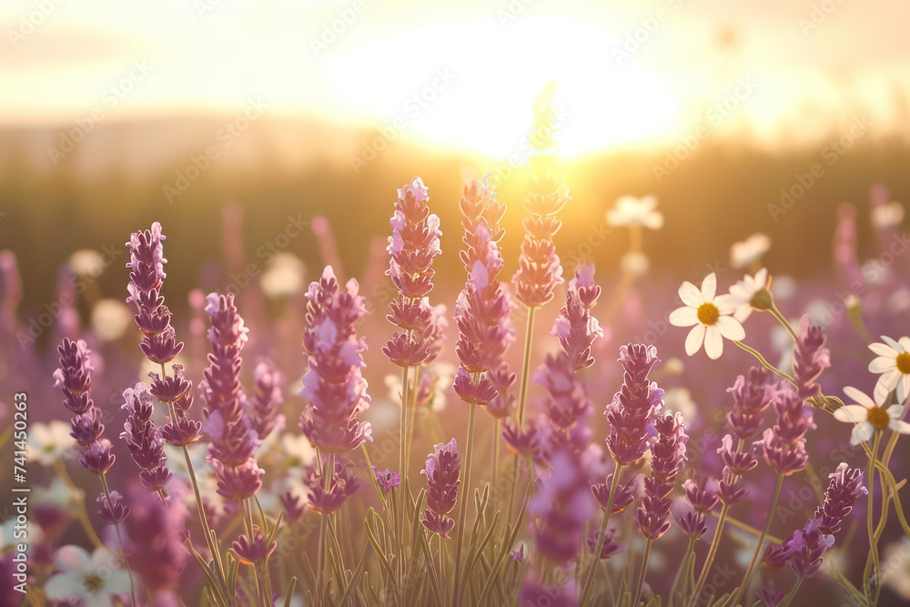 Obraz premium Provence Lavender Bliss: A Field of Fragrant Purple Blossoms in the French Countryside, Bathed in the Warm Glow of the Setting Sun.