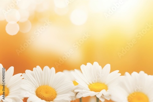 White bright daisy flowers on a blurred yellow summer background.