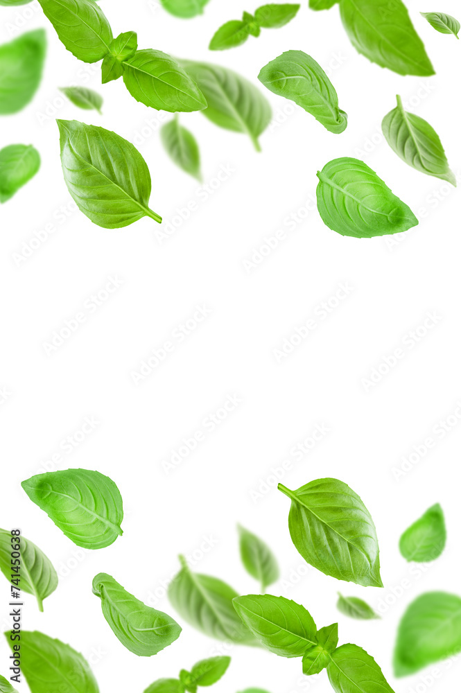 Basil leaves isolated in white. Fresh flying basil leaves. Basil pattern. Ingredient, spice for cooking. Food levitation concept. Green basil leaves collection top view space for advertising and text Basil leaves isolated in white. Fresh flying basil leaves. Basil pattern. Ingredient, spice for cooking. Food levitation concept. Green basil leaves collection top view space for advertising and text