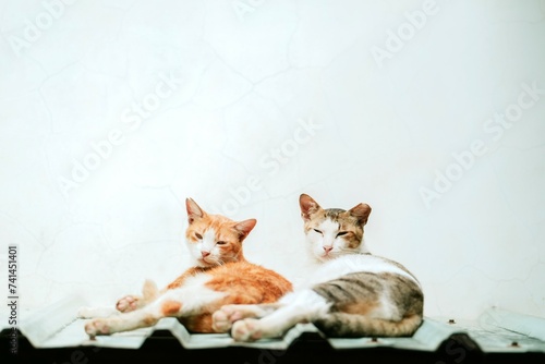 cat couple lie together