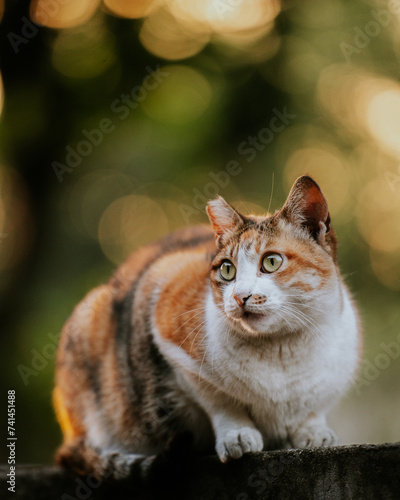 beautiful calico cat on the wall 