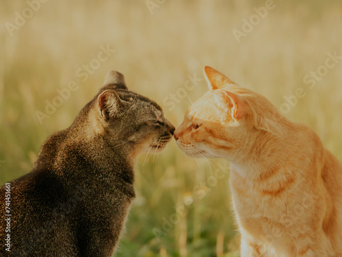cats kiss