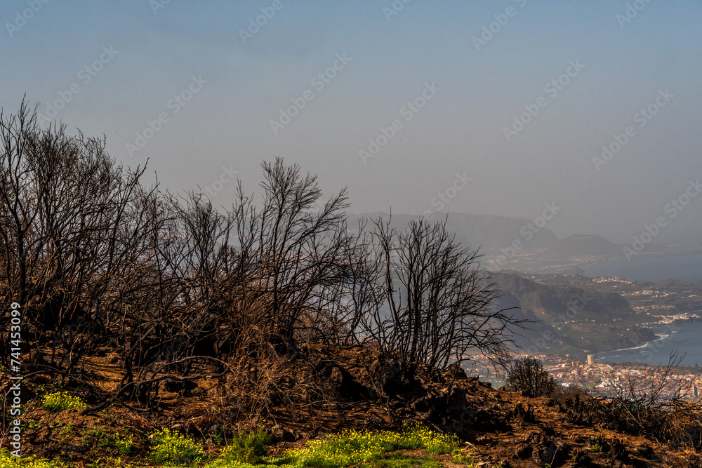 Árboles quemados en un incendio, Santa Úrsula, Tenerife.