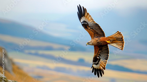 Awesome bird of prey in flight with the sky.