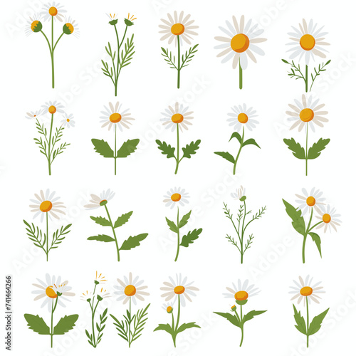 Camomile icon set. White daisy chamomile. Cute round flower plant collection