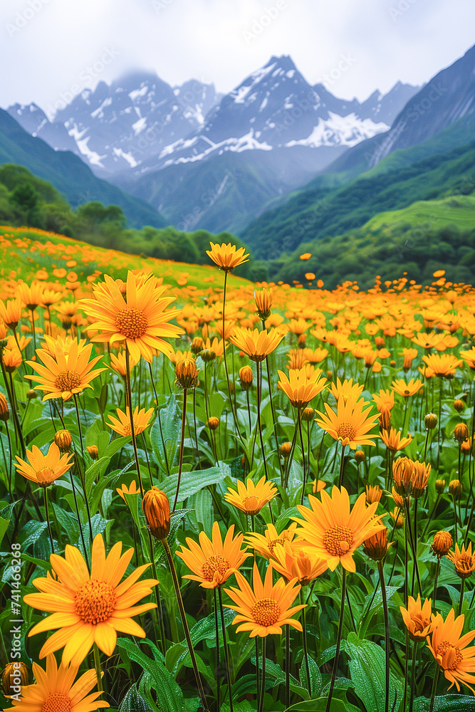 Spring landscape of blooming yellow flowers in a meadow with mountains in the background