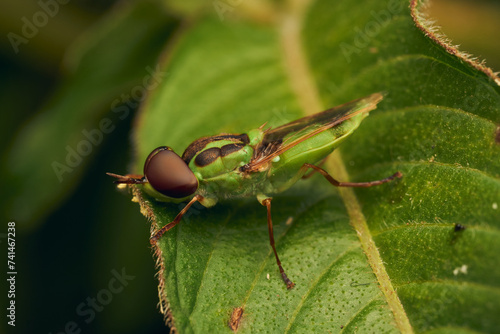 Green soldier fly perched on a leaf Hedriodiscus Pulcher photo