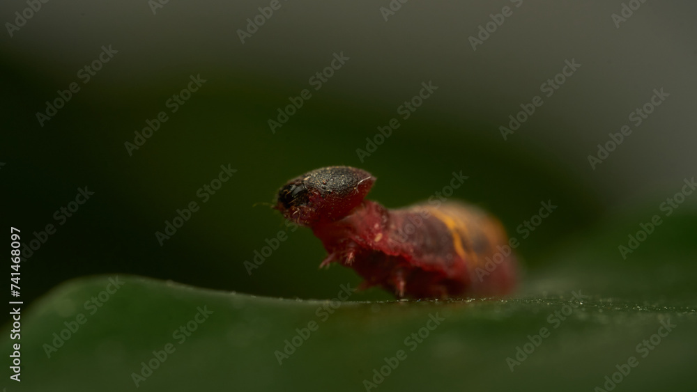 Obraz premium a small red and yellow caterpillar walking on a green leaf