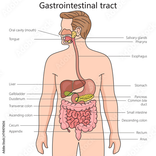 Gastrointestinal tract structure diagram hand drawn schematic vector illustration. Medical science educational illustration