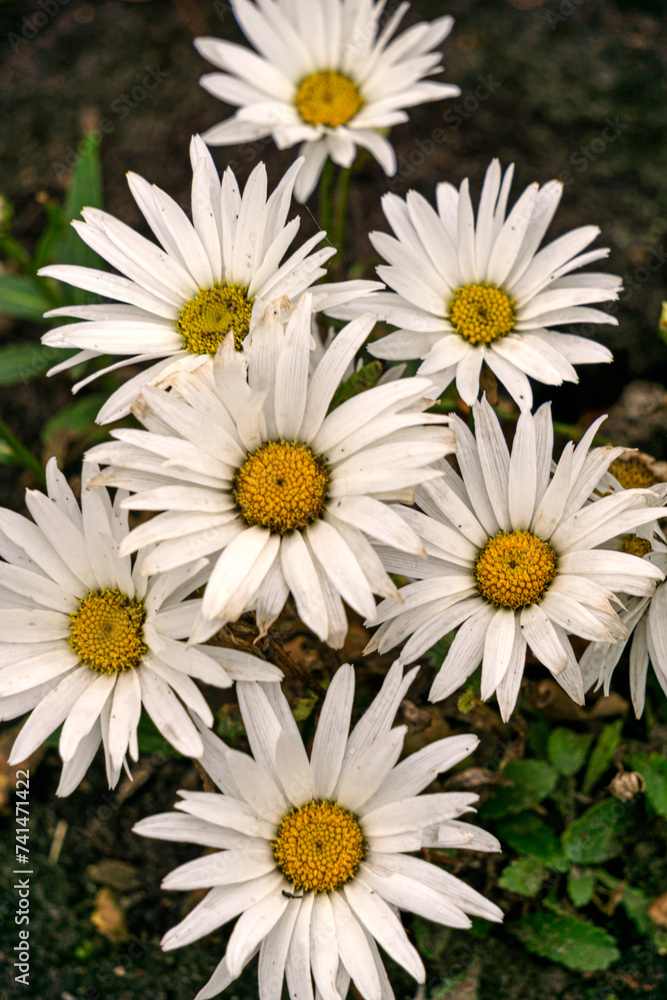 Fototapeta premium White daisies grow in a flower bed.