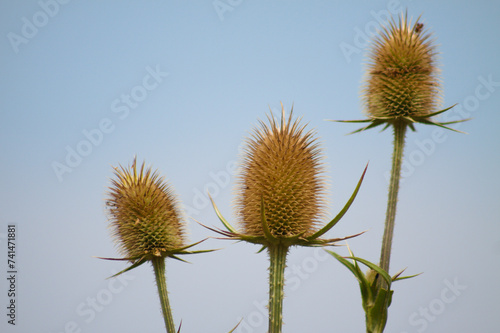 Closeup of brown cutleaf teasel seeds with blue sky on background