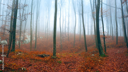 Drone shot of a magical autumn season foggy beech tree forest landscape. 