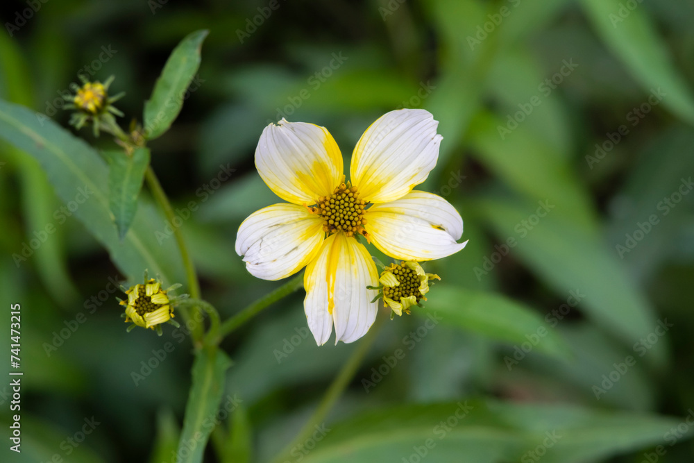 Macro view of single flower of bidens laevis. Bidens laevis is a species of phanerogamous plant. Macro view of single flower of bidens laevis. Bidens laevis is a species of phanerogamous plant.