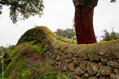Sinuous stone wall on a rural property on a large granite stone covered with moss next to cork oaks and holm oaks.
