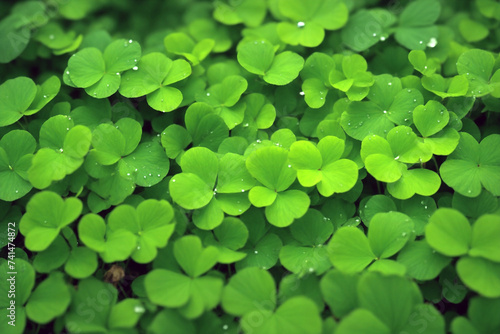 Green clover leaves with water droplets on them.