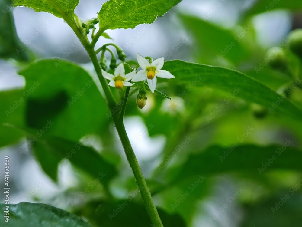 flower, spring, nature, blossom, tree, white, flowers, plant, bloom, garden, branch, beauty, leaf, summer, blooming, apple, cherry, macro, close-up, closeup, season, petal, bud, potato, flora flower, spring, nature, blossom, tree, white, flowers, plant, bloom, garden, branch, beauty, leaf, summer, blooming, apple, cherry, macro, close-up, closeup, season, petal, bud, potato, flora