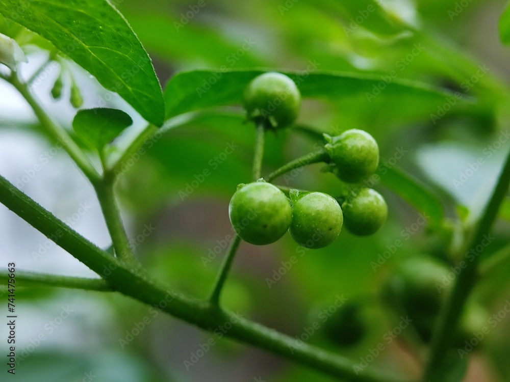 olives on a tree