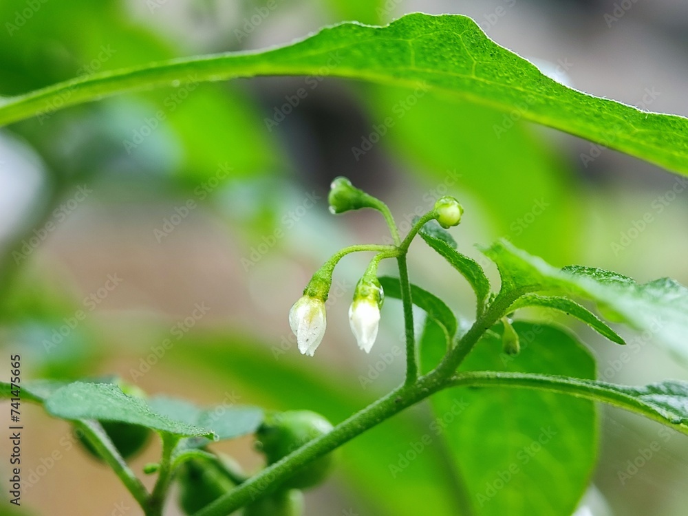 flower, spring, nature, blossom, tree, white, flowers, plant, bloom, garden, branch, beauty, leaf, summer, blooming, apple, cherry, macro, close-up, closeup, season, petal, bud, potato, flora flower, spring, nature, blossom, tree, white, flowers, plant, bloom, garden, branch, beauty, leaf, summer, blooming, apple, cherry, macro, close-up, closeup, season, petal, bud, potato, flora