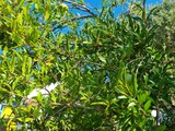 Beautiful view of pomeganate fruits on tree closeup
