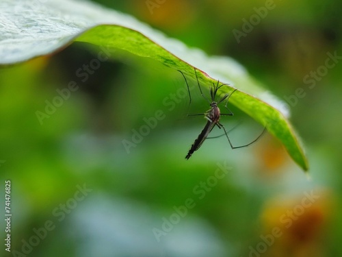 insect, nature, macro, animal, leaf, dragonfly, bug, wildlife, fly, closeup, grass, wings, wild, summer, grasshopper, flower, spider, insects, plant, wing, fauna, butterfly, garden, close-up, brown © TASIF