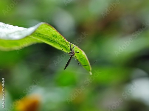 insect, nature, macro, animal, leaf, dragonfly, bug, wildlife, fly, closeup, grass, wings, wild, summer, grasshopper, flower, spider, insects, plant, wing, fauna, butterfly, garden, close-up, brown