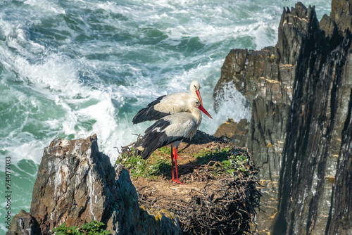 Closeup of a stork couple building their nest among the the cliffs of Cabo Sardão, Ponta do Cavaleiro, Odemira, Bejo, Alentejo, Portugal photo