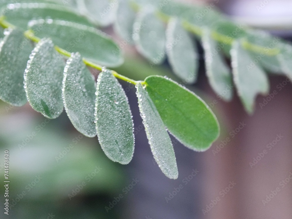 nature, insect, macro, leaf, plant, animal, bug, spring, tree, flower, closeup, insects, branch, wild, close-up, wildlife, butterfly, caterpillar, spider, water, fly, garden, bud, brown nature, insect, macro, leaf, plant, animal, bug, spring, tree, flower, closeup, insects, branch, wild, close-up, wildlife, butterfly, caterpillar, spider, water, fly, garden, bud, brown