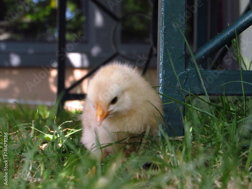 baby Kücken im Grünen fressend photo