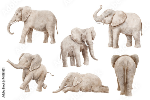Photography Watercolor elephant isolated on white background
