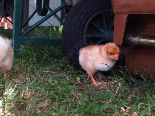 baby Küken im Grünen fressend photo