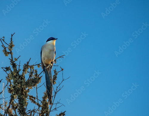 Iberian Azure-winged magpie (Cyanopica cooki) an elegant, vocal, gregarious, and quick bird endemic to Spain and Portugal photo