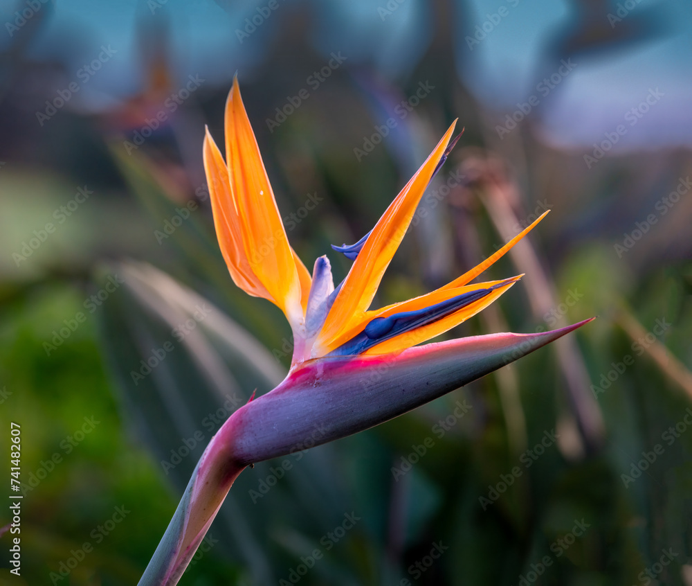 Strelitzia reginae (Strelitzia parvifolia, also called bird of paradise ...