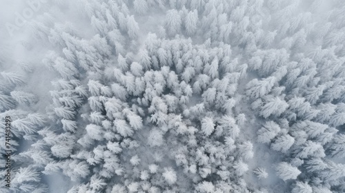 Aerial view of a snowy forest  perfect for winter themes