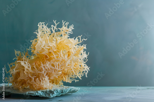 Food photography - sea moss  © anaumenko