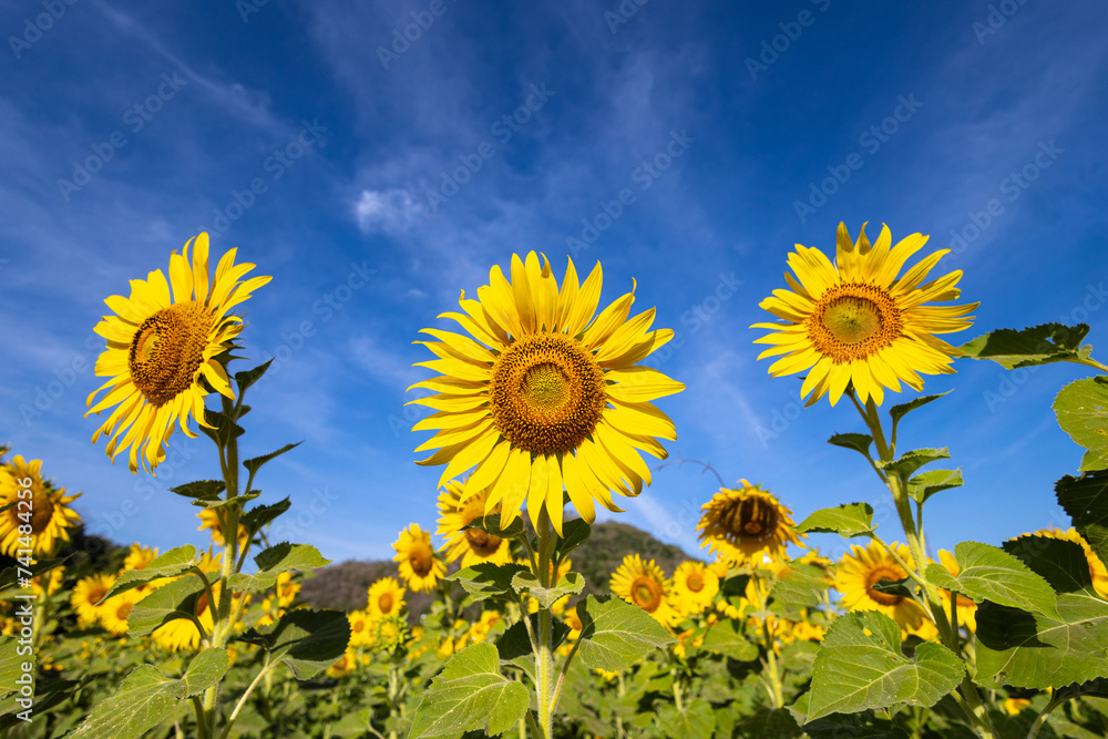 Sunflowers on an agricultural field in Asia. Plant yellow flowers  and sunflower seeds. backgroud nature blue sky and mountains. during nice sunny winter day in farmer's garden.