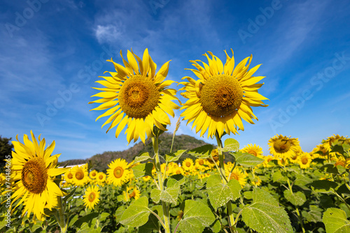 Sunflowers on an agricultural field in Asia. Plant yellow flowers  and sunflower seeds. backgroud nature blue sky and mountains. during nice sunny winter day in farmer s garden.