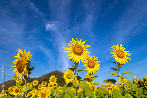 Sunflowers on an agricultural field in Asia. Plant yellow flowers  and sunflower seeds. backgroud nature blue sky and mountains. during nice sunny winter day in farmer s garden.