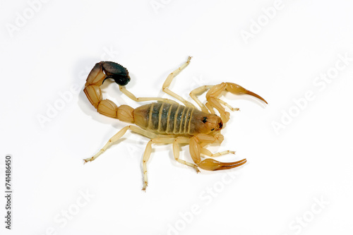 Nordafrikanischer Dickschwanzskorpion, Sahara-Dickschwanzskorpion // Yellow fat-tailed scorpion (Androctonus australis)